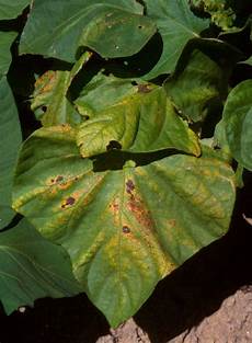 Copper Phosphorus